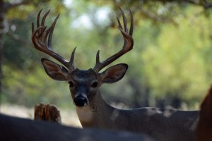 Trophy Native and Exotic Game Hunting